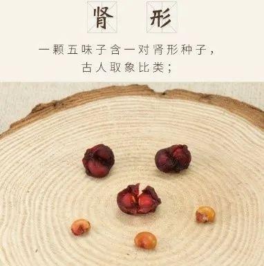 中草藥:五味子 中草藥:五味子