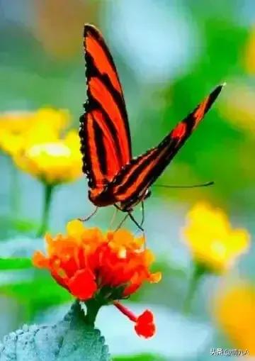 好漂亮的蝴蝶，美麗的草原我的家風景如畫