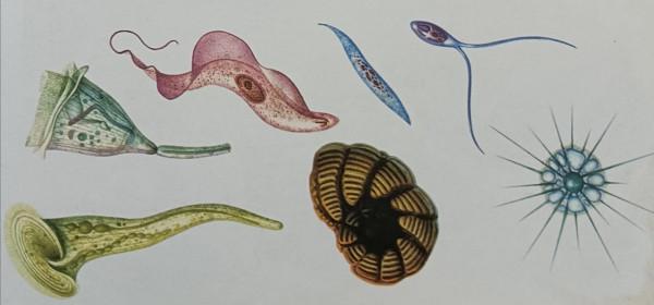 像植物一樣：奇形怪狀的變形蟲