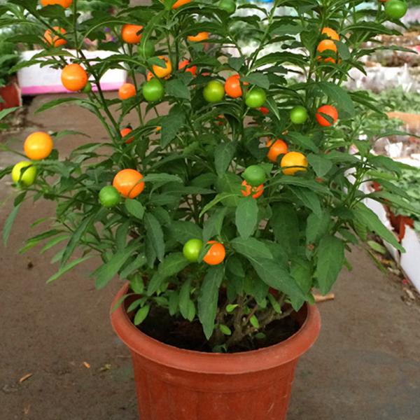 不挑環境,有土就活的珊瑚櫻,盆栽果實能掛枝半年多 不挑環境,有土就活的珊瑚櫻,盆栽果實能掛枝半年多