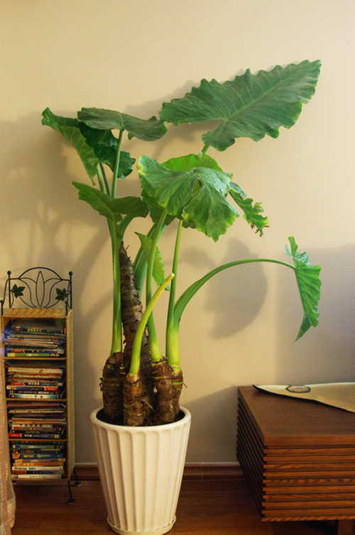 100種有毒的花和果，生活中很常見，出門要小心，避免受傷害