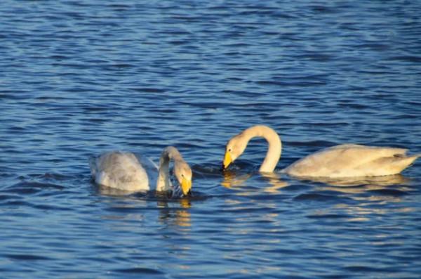 水鏡波光鴻影飛——阿旗沙壩天鵝掠影 水鏡波光鴻影飛——阿旗沙壩天鵝掠影