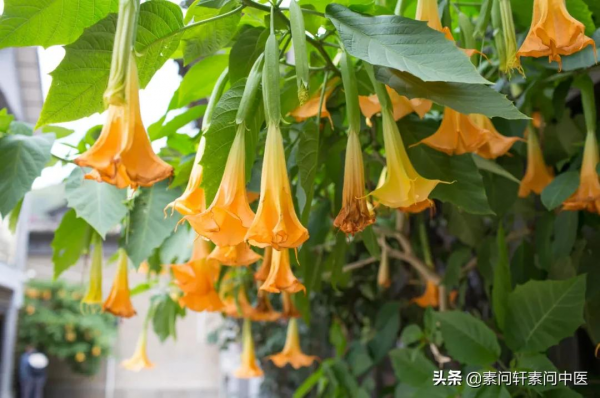 從小說中走紅的麻醉劑：一邊治病救人，一邊打家劫舍