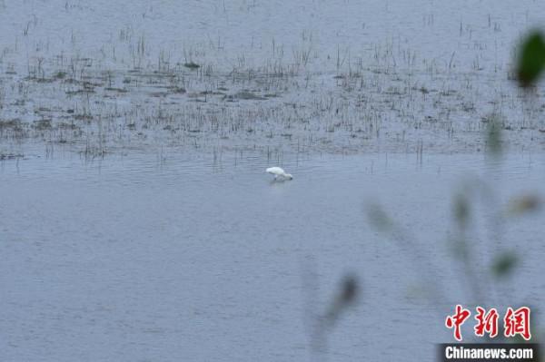 白琵鷺做客山西長子精衛湖國家溼地公園