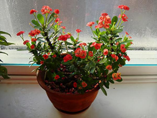 這&OpenCurlyDoubleQuote;3種&rdquo;花再好看也別養，常聞對身體不好，尤其是小孩不要碰