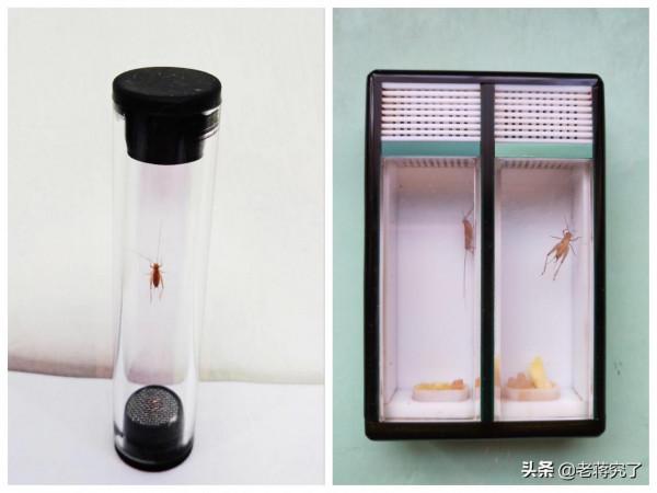 冬天到，小黃蛉有必要裝口袋裡嗎？