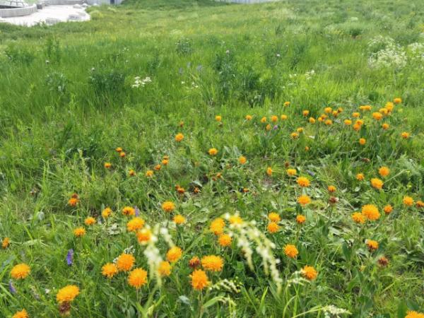 扎魯特山地草原,真3D草原 扎魯特山地草原,真3D草原
