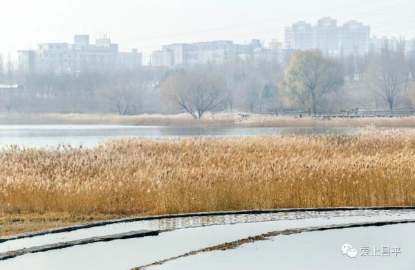 邂逅冬日浪漫！北京昌平這裡蘆葦成片，美得讓人心醉