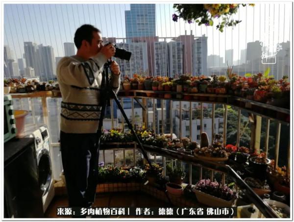 廣東的多肉陽臺:生命不息,折騰不止 廣東的多肉陽臺:生命不息,折騰不止