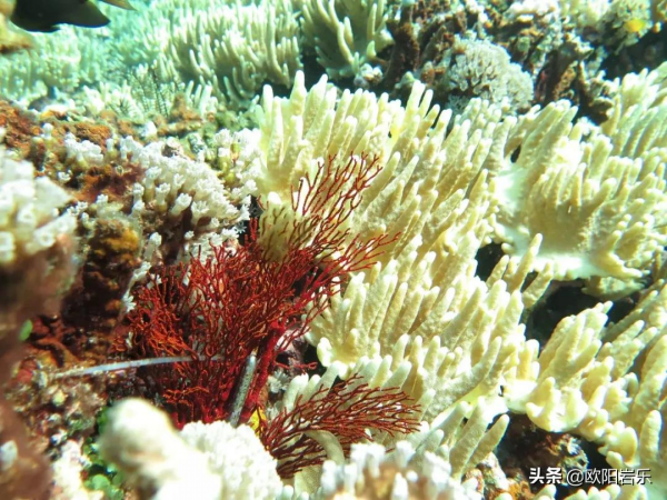 全球唯一隻接待中國公民的海島！比馬代純淨，僅有5萬國人去過