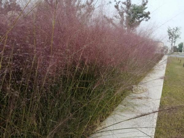 紅草與黃鴨大灰鵝 紅草與黃鴨大灰鵝