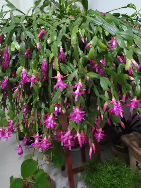 這個孝順兒子的背後,有一個賢惠的好媳婦,她是上天派來的天使 這個孝順兒子的背後,有一個賢惠的好媳婦,她是上天派來的天使