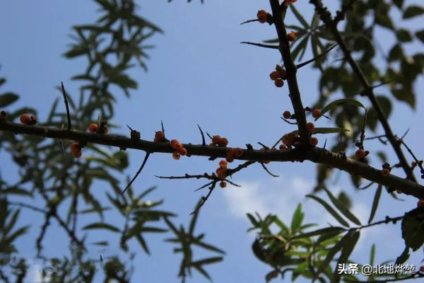 分享一組關山牧場的原生態秋景 分享一組關山牧場的原生態秋景