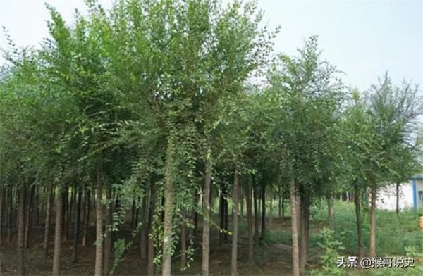 秦漢時期為對付匈奴常在邊關種榆樹,是為何?結果可見其高明之處 秦漢時期為對付匈奴常在邊關種榆樹,是為何?結果可見其高明之處