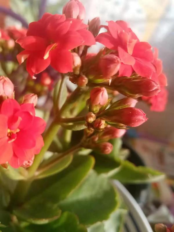 看看我的長壽花