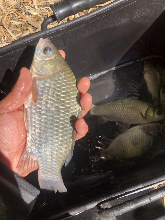 冬天找釣位重要技能：看水色，魚兒越冬之地水色不同