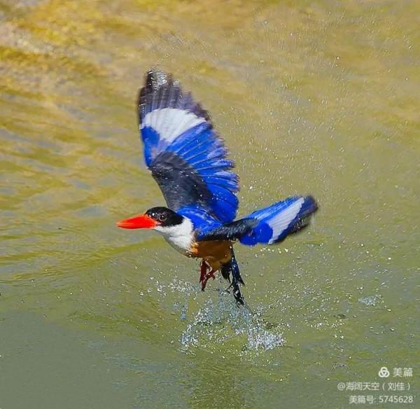 自然界中最美的鳥兒之一藍翡翠