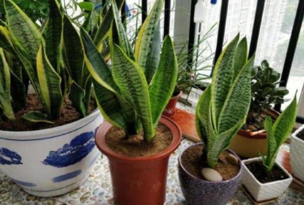 好看又好養的花,栽花盆裡不用管,年年冒新芽 好看又好養的花,栽花盆裡不用管,年年冒新芽