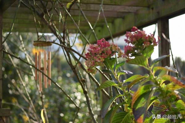 冬日裡依舊盛開的大花繡球，白色天使 | 園丁