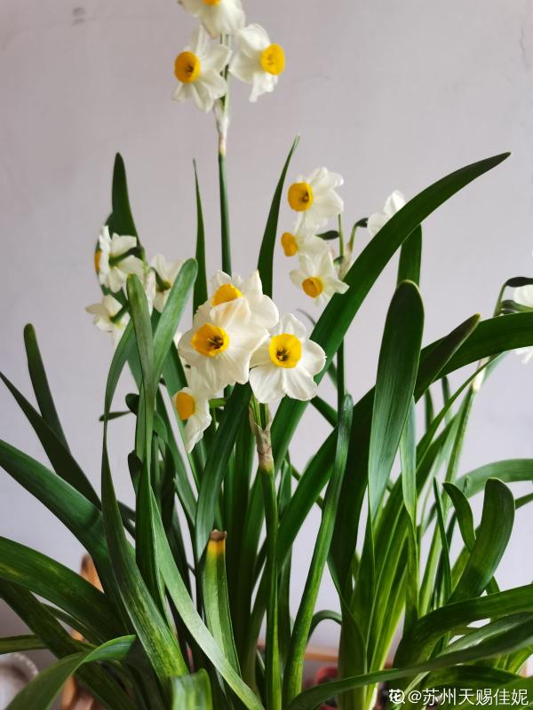 家有小孩和寵物，不要養這8種花，食用了得馬上去醫院