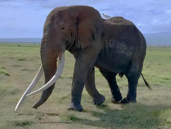 靈性十足的哺乳動物 靈性十足的哺乳動物