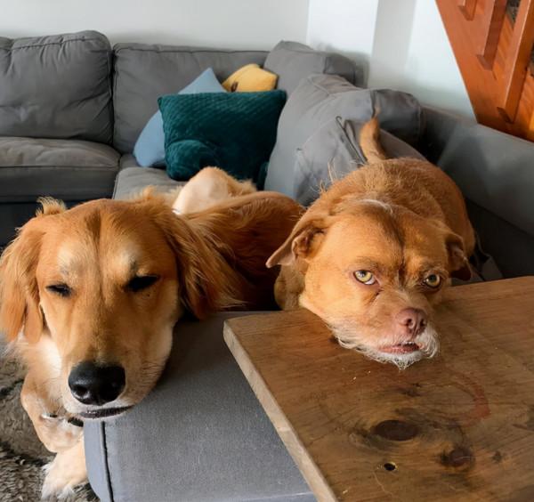 狗狗因長了“山羊鬍”被丟，被好心人救下以後，達到了狗生巔峰