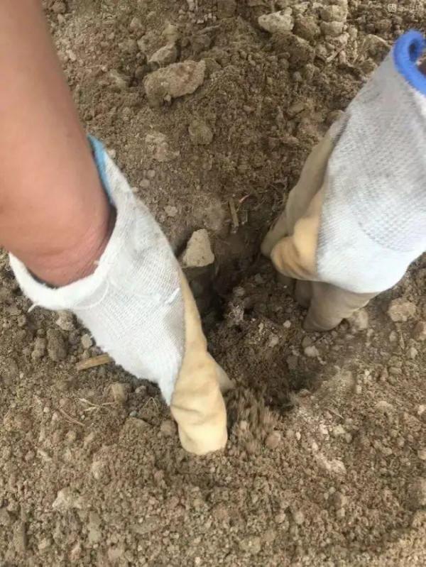 注意，芍藥一年種一次，晚了全年不開花