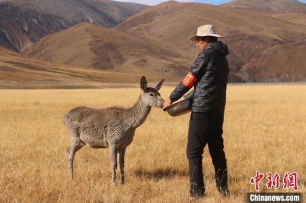 2021瀾湄萬里行走進西藏“小瑞士”探訪高原馬鹿天堂 2021瀾湄萬里行走進西藏“小瑞士”探訪高原馬鹿天堂