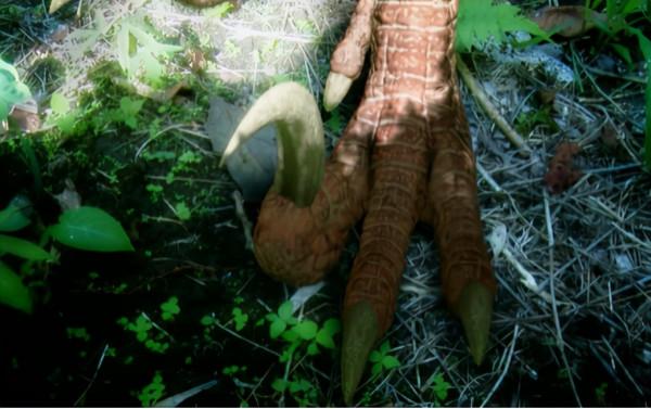 恐龍是如何滅絕的?看完真實的史前世界,我終於明白了 恐龍是如何滅絕的?看完真實的史前世界,我終於明白了