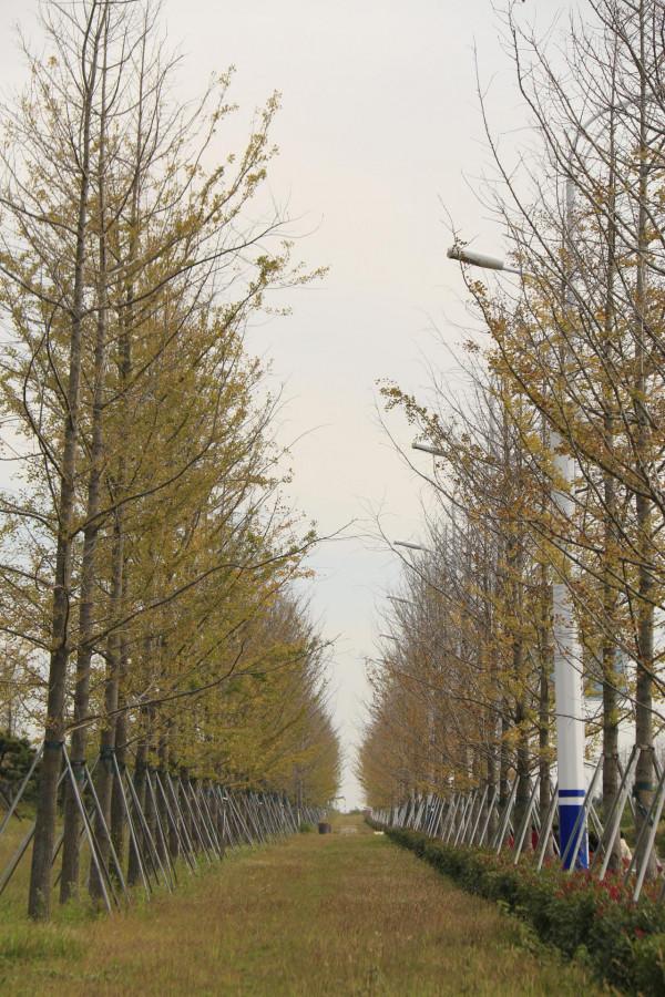 銀杏道的盡頭是大海 銀杏道的盡頭是大海