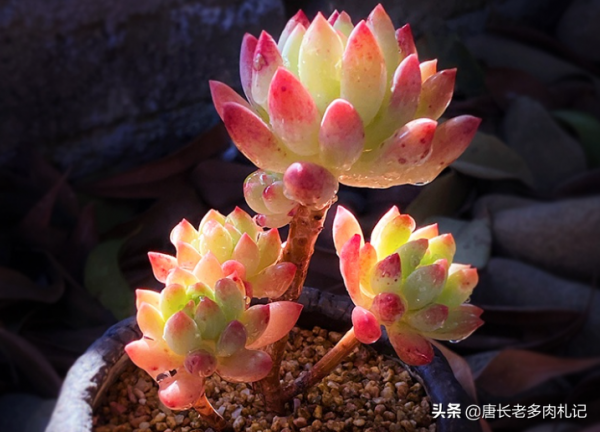 別養千佛手了，來養這6款多肉，雖然葉形相同，但養好後漂亮多了