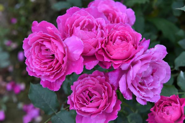 公認的十款濃香型月季，花香各異，香溢四方，有你喜歡的那一款？