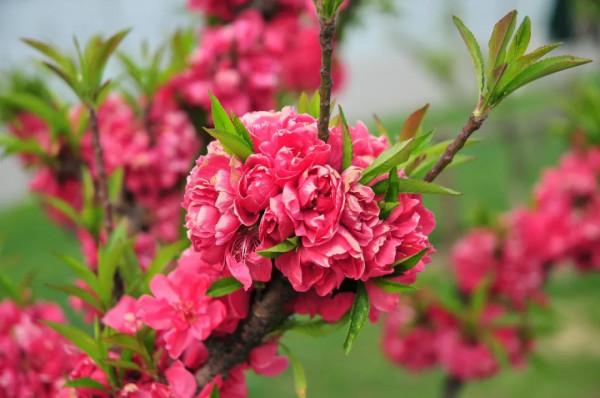 春節，來逛廣東花市嗎？丨花顏鳥語