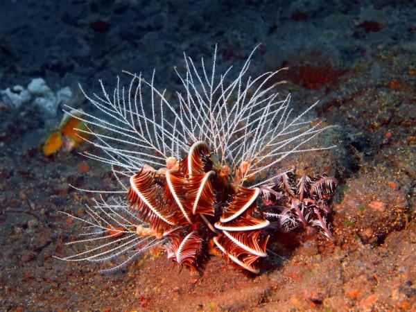 3億年前的&OpenCurlyDoubleQuote;螺絲&rdquo;鑲嵌在石塊中，就此揭開一個史前的巔峰時代