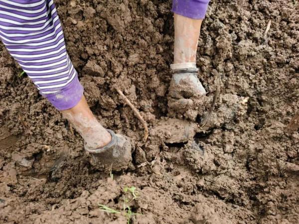 “藕”遇海鷗 “藕”遇海鷗