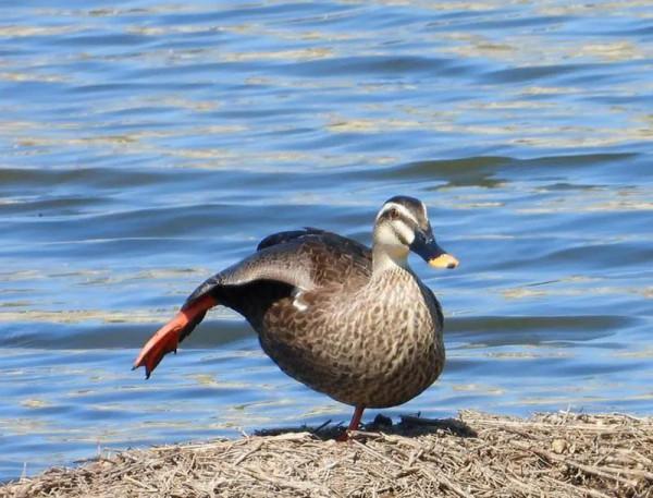 我與斑嘴鴨的情緣
