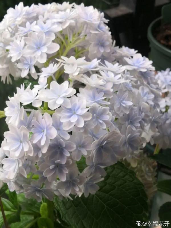 家裡光照不足,就養這2種精靈花,耐陰花期長,皮實好養 家裡光照不足,就養這2種精靈花,耐陰花期長,皮實好養