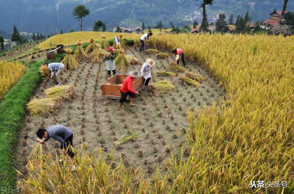 天氣預報：八月十三天氣晴，有啥說法？農諺能預兆，看老祖宗咋說