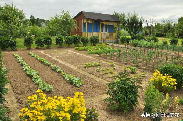 養蟹爪蘭還有什麼是我不知道的系列001，用什麼土最好？