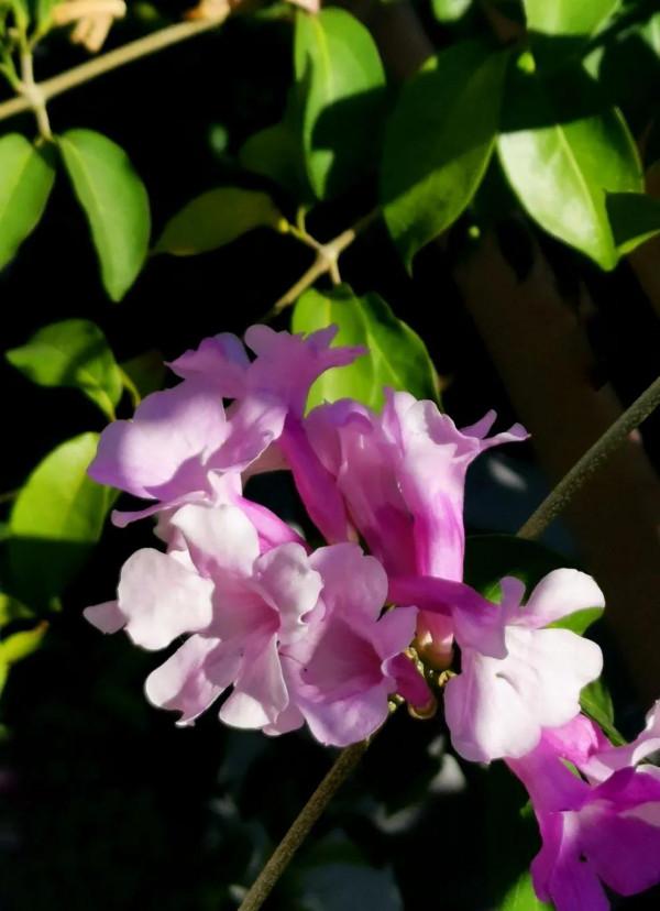 像當地人那樣，我在公園裡坐了半天