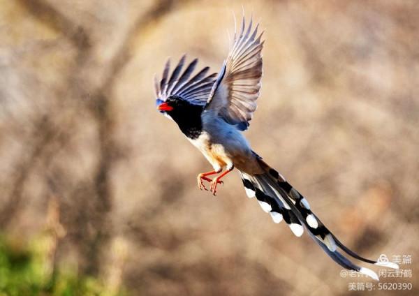 不為雞犬是戰狼，但看紅嘴藍鴉鵲
