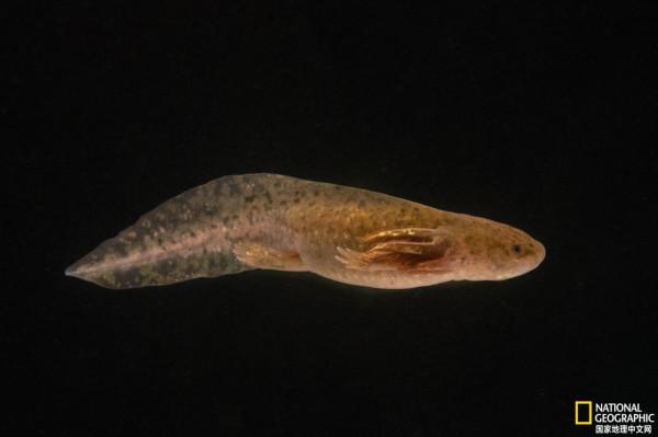 極危的墨西哥鈍口螈出名了，但這足以拯救它嗎？