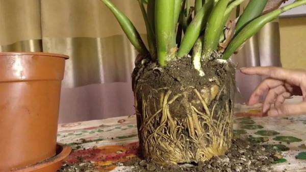 室內養盆栽植物很容易犯的5個錯誤，難怪植物狀態老是不好