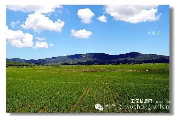 這是五常最美的夏日