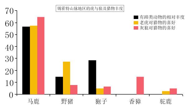 狼群是老虎的天敵嗎?從俄羅斯的情況來看,恰恰相反 狼群是老虎的天敵嗎?從俄羅斯的情況來看,恰恰相反