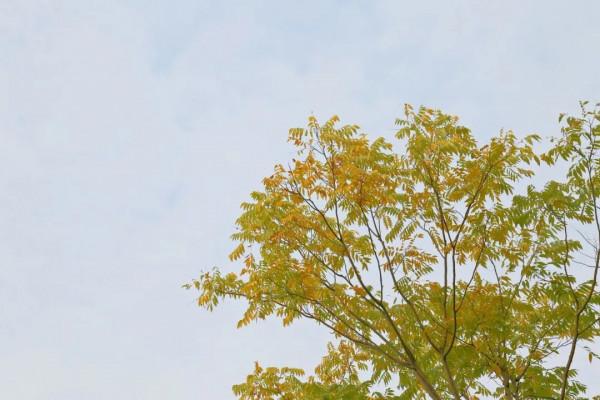 新一波地圖來了~除了北美紅楓和銀杏，普陀還有什麼好看？