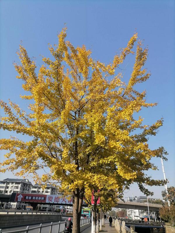 掃黃第一波 掃黃第一波