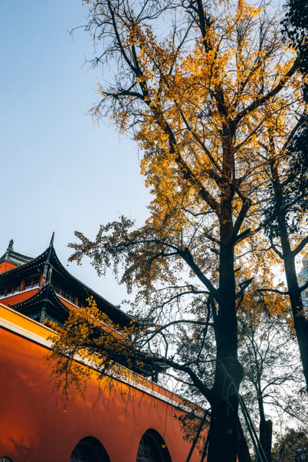 北京東路，喜提秋天