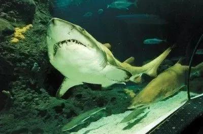 這種鯊魚看起來溫柔，卻吃人
