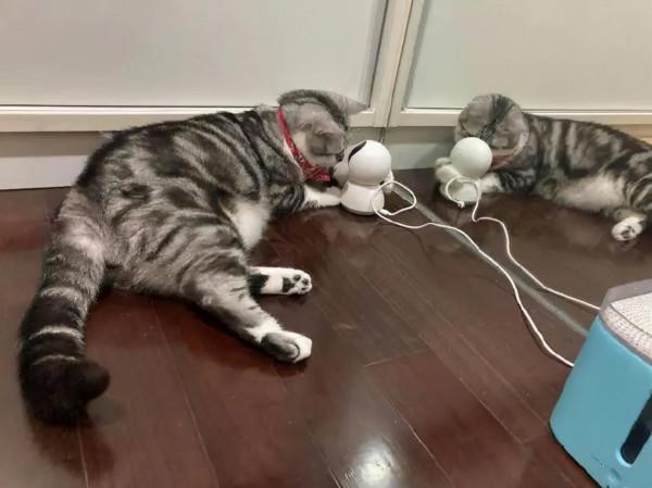 《養貓那些事兒》，笑不活了家人們